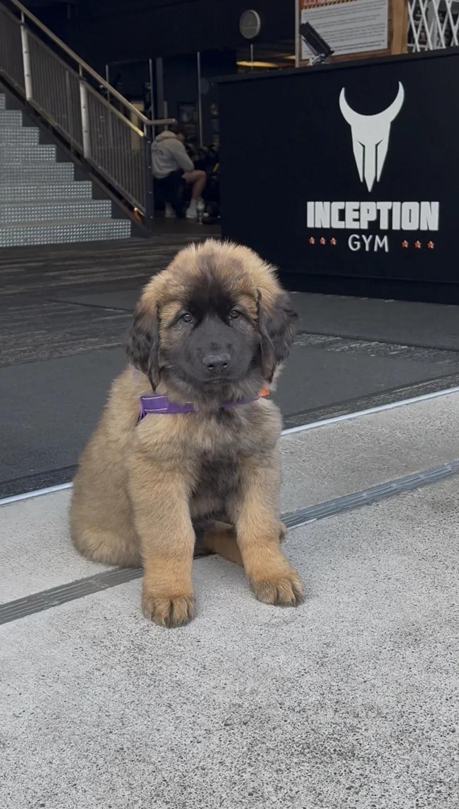 Maple, the family's Leonberger puppy, at the entrance of Inception Gym Christchurch